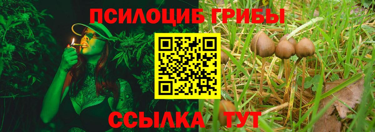 Псилоцибиновые грибы Psilocybe Морозовск